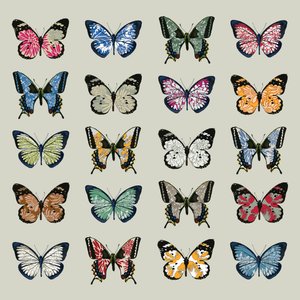 Papillon
