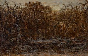 Forest at Sunset in Winter