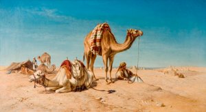 A Halt in the Desert