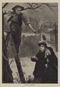 Cutting the Mistletoe