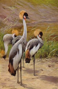 Crowned Crane