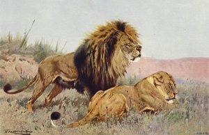Lion and Lioness