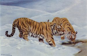 Manchurian Tiger