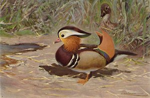 Mandarin Duck