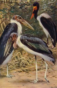 Marabou and Jabiru