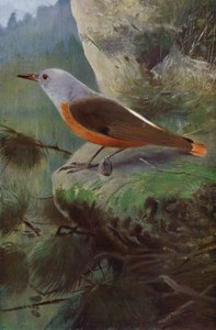 Rock Thrush