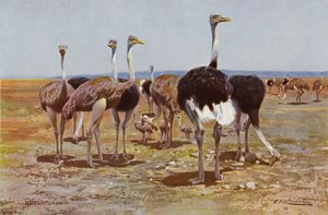Somali Ostrich