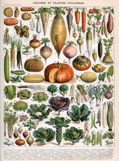 Illustration of Vegetable Varieties, c.1905-10 by (after) Alillot