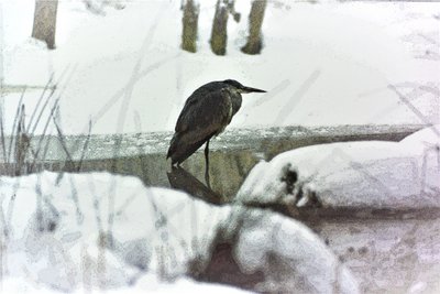 Grey Heron in the Snow by Detlef B. Fischer