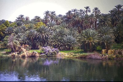 Palms on the Nile by Detlef B. Fischer