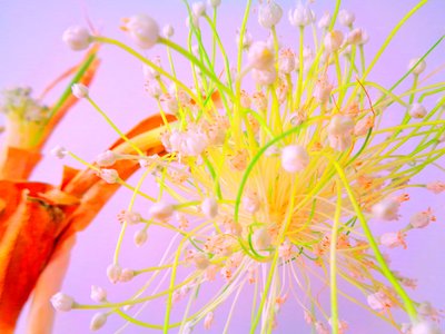 Onion Blossom Kitchen Blossom by Martina Konitzky