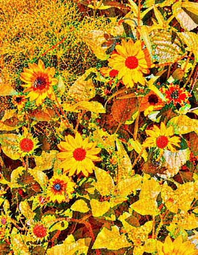 Sunflowers for Van Gogh by Margareta Uliarte