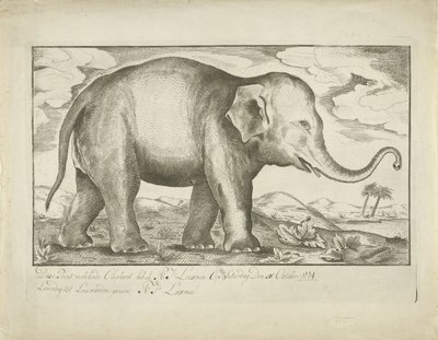 Elephant by A.J. Looxma