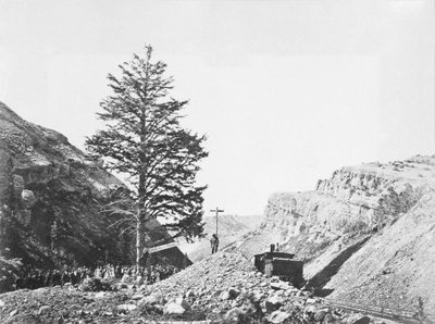 Thousand Mile Tree, Wilhelmina
