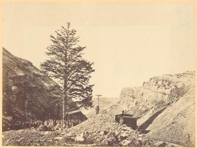Thousand Mile Tree, Wilhemina