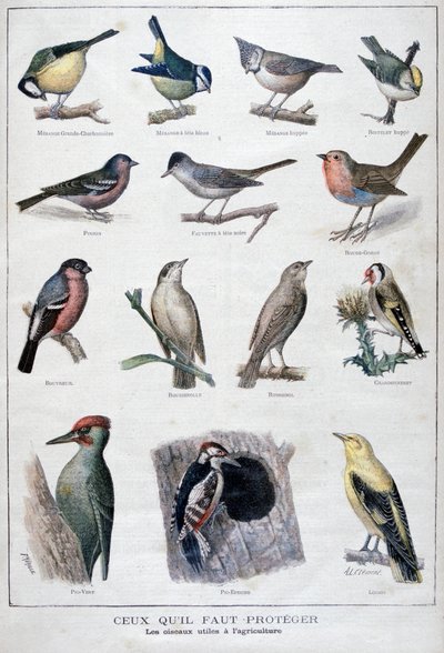 Useful birds in agriculture, 1896 by A Clement