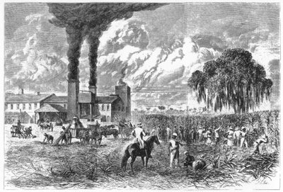 Sugar Plantation, New Orleans, 1870 by A. R. Ward