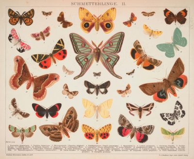 Butterflies. II. by A. Reichert