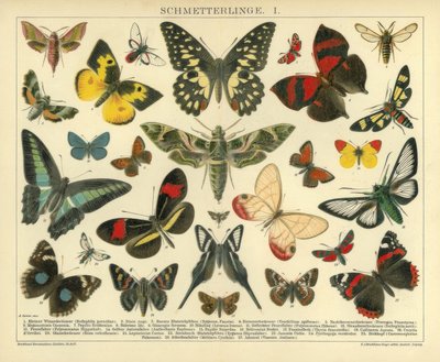 Butterflies. I. by A. Reichert