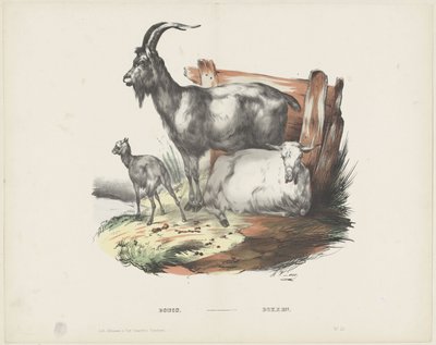 Bucks by A. van Loco