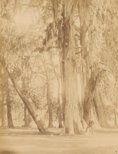 Mexico, Grove of Chapultepec, Near Mexico City by Abel Briquet