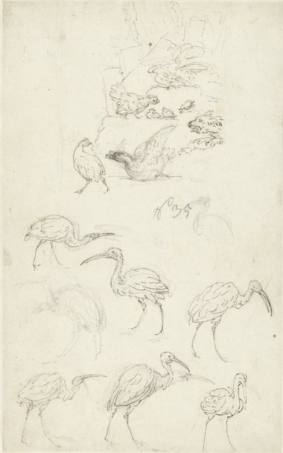 Studies of Birds by Abraham Meertens