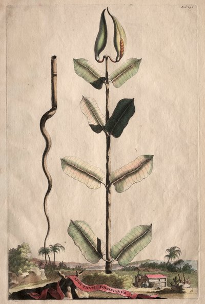 Phytographia Curiosa: Apocynum Virginianum by Abraham Munting