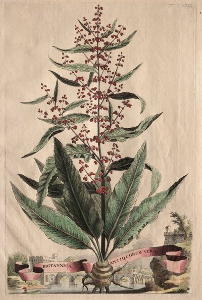 Phytographia Curiosa: Britannica Antiquorum Vera by Abraham Munting