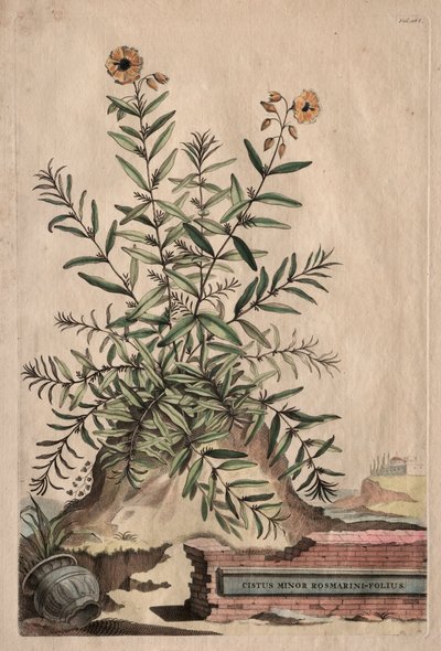 Phytographia Curiosa: Cistus Minor Rosmarini-Folius by Abraham Munting