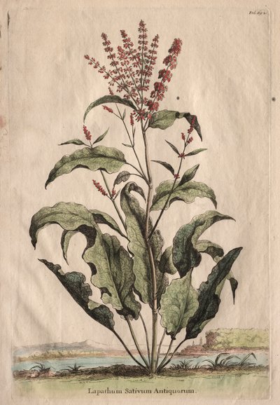 Phytographia Curiosa: Lapathum Sativum Antiquorum by Abraham Munting