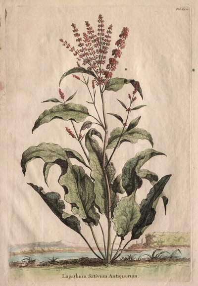 Phytographia Curiosa: Lapathum Sativum Antiquorum by Abraham Munting