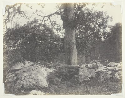 Forest and Rocks, Fontainebleau by Achille Quinet