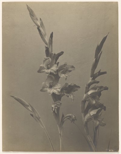 Gladiolus by Achille Quinet