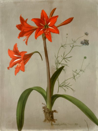 Amaryllis and Gilia by Adolf Senff