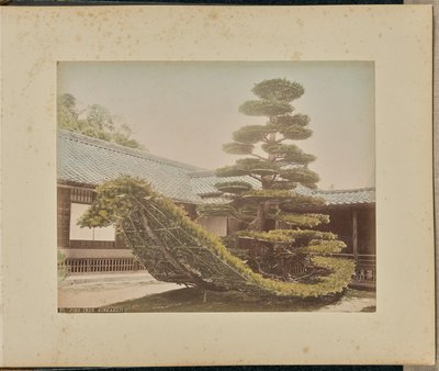 Pine Tree, Kinkakuji by Adolfo Farsari