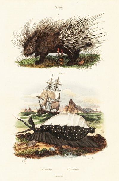 Crested porcupine and tiger cowrie by Adolph (after) Fries