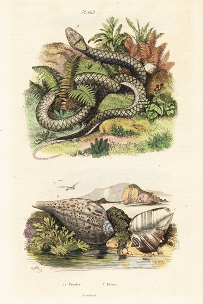 Paper Fig Shell and Amethystine Python by Adolph (after) Fries