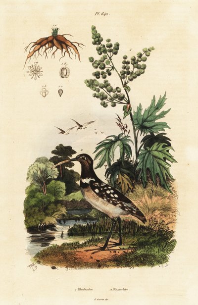 South American Painted-Snipe and Chinese Rhubarb by Adolph (after) Fries