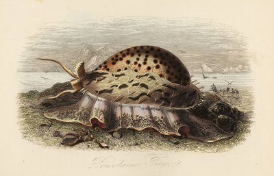 Tiger cowrie by Adolph (after) Fries