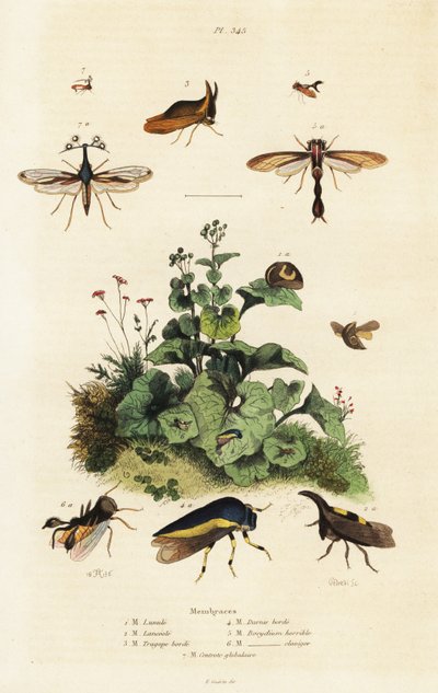 Treehoppers.,1834-1839 by Adolph (after) Fries