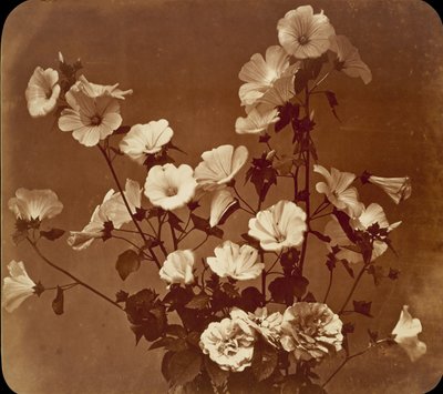 Flower Study, Rose of Sharon by Adolphe Braun