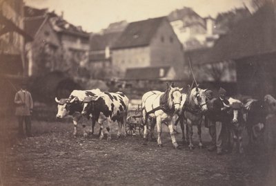 Untitled Farm Animals by Adolphe Braun