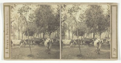 Untitled [Cows] by Adolphe Braun