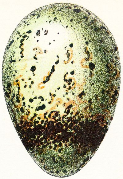 Guillemot Egg, 1923 by Adolphe Philippe Millot