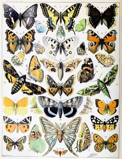 Illustration of Butterflies and Moths c.1923 by Adolphe Philippe Millot