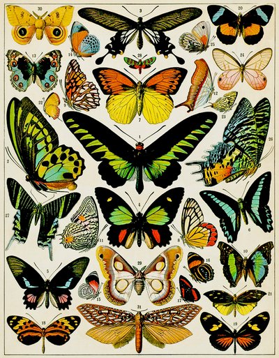 Illustration of Butterflies and Moths c.1923 by Adolphe Philippe Millot