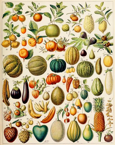Illustration of Fruit c.1923 by Adolphe Philippe Millot