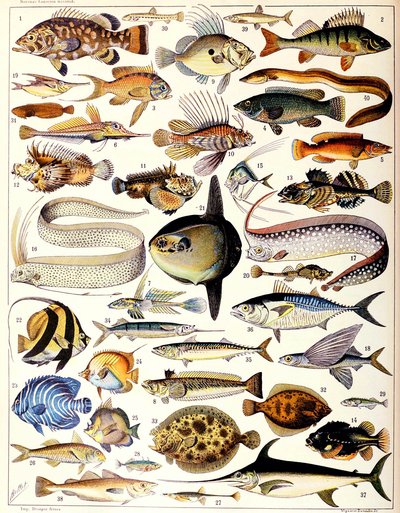 Illustration of Marine Fish c.1923 by Adolphe Philippe Millot