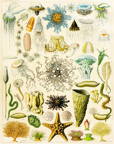 Illustration of Marine Organisms c.1923 by Adolphe Philippe Millot