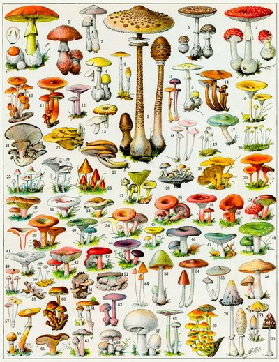 Illustration of Mushrooms c.1923 by Adolphe Philippe Millot